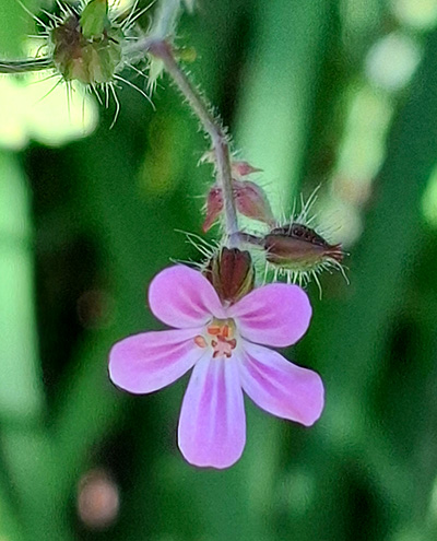 Wildblume - Blumenwiesen in Wohnanlage MAxglan