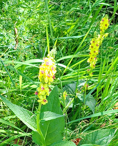 Wildblumenwiese in Wohnanlage in Salzburg MAxglan