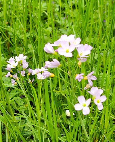 Wiesenschaumkraut - Wildblumenwiese in Salzburg Maxglan