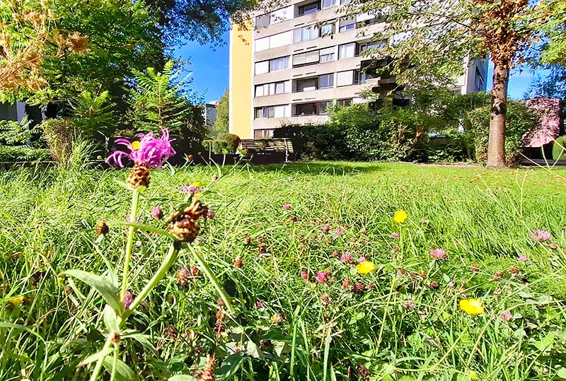 Blumen- & Kräuterarten